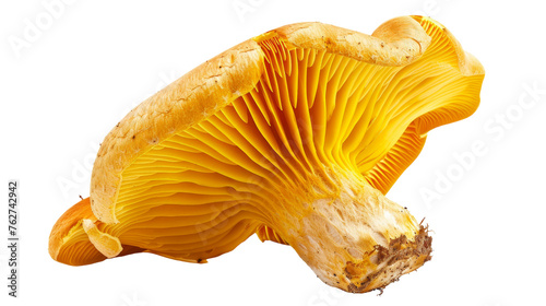 Vibrant Yellow foot Mushroom Isolated on Transparent Background