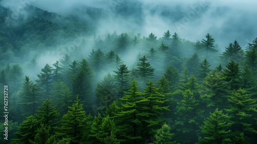 Pine tree forest in the mountain mist © jeremyculpdesign