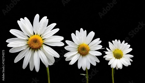 white marguerites from different sides transparent background photo