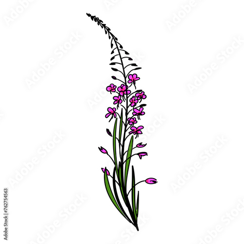 Fireweed,  willowherb, bombweed. Chamaenerion angustifolium flower with leaves and buds. Colorful drawing in engraving vintage style on white background. Botanical hand drawn illustration