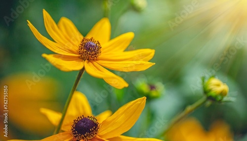 beautiful yellow flowers and petals in the summer garden