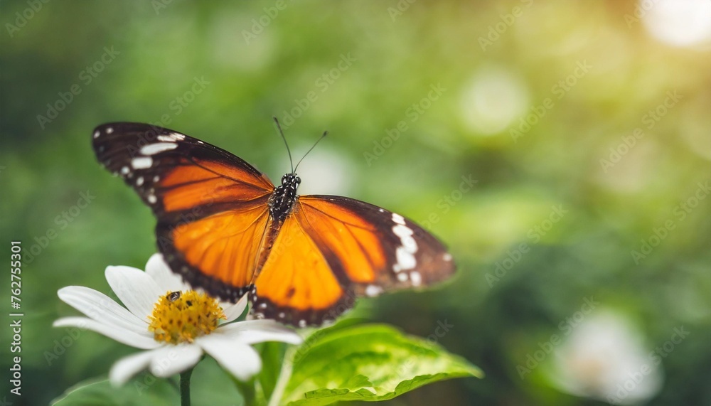 closeup of orange and black butterfly with white flower on blurred green leaf background under sunlight with copy space using as background natural flora insect ecology cover page concept closeup of orange and black butterfly with white flower on blurred green leaf background under sunlight with copy space using as background natural flora insect ecology cover page concept