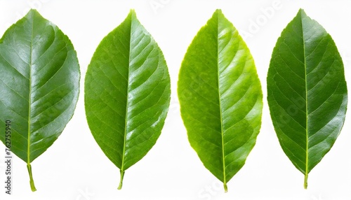 set of lemon green leaf isolated png
