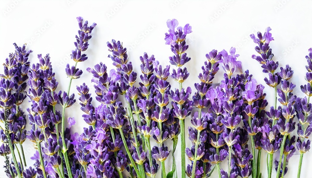 Obraz premium lavender flowers isolated on white background