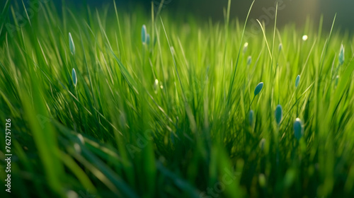 A close up of a lush green field of grass. The grass is very green and the sunlight is shining on it, making it look very bright and healthy