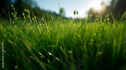 A close up of a lush green field of grass. The grass is very green and the sunlight is shining on it, making it look very bright and healthy