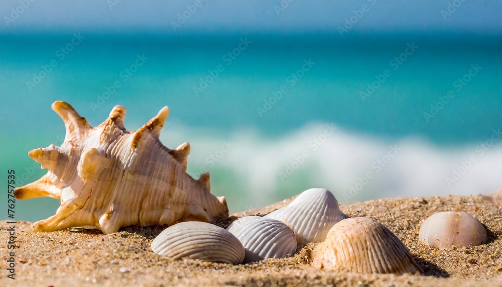 sea abstract background vacation shells sand beach sea abstract background vacation shells sand beach