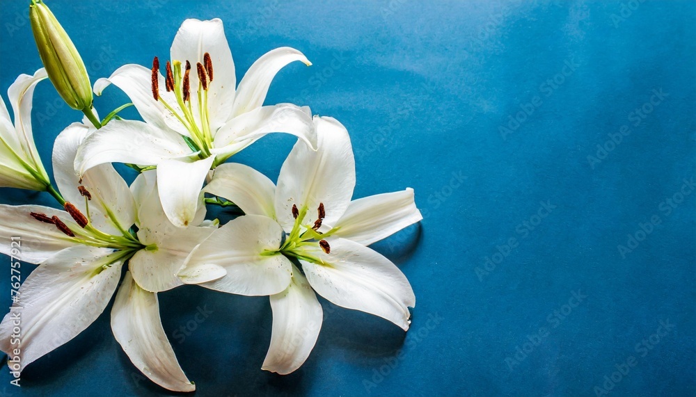 a white group of lily flowers isolated on a blue background horizontal wallpaper with large copy space for text condolence grieving card loss funerals support