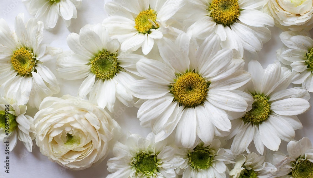 Obraz premium a close up of white flowers on a white background with lots of petals in the middle of the petals and the middle of the petals in the middle of the petals