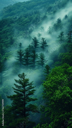 Pine tree forest in the mountain mist