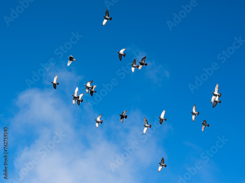 Pigeons in flight photo