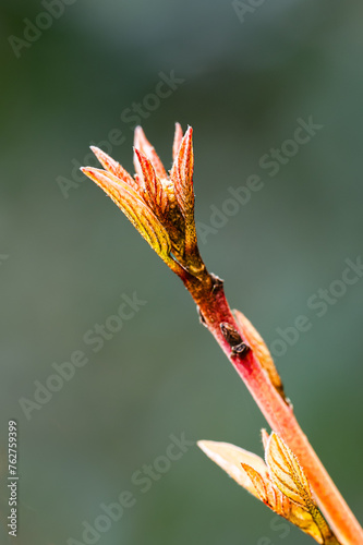 Wallpaper Mural The start of Spring Torontodigital.ca