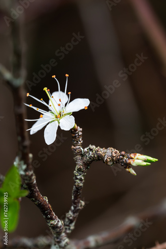 Wallpaper Mural close up of a spring blossom flower Torontodigital.ca