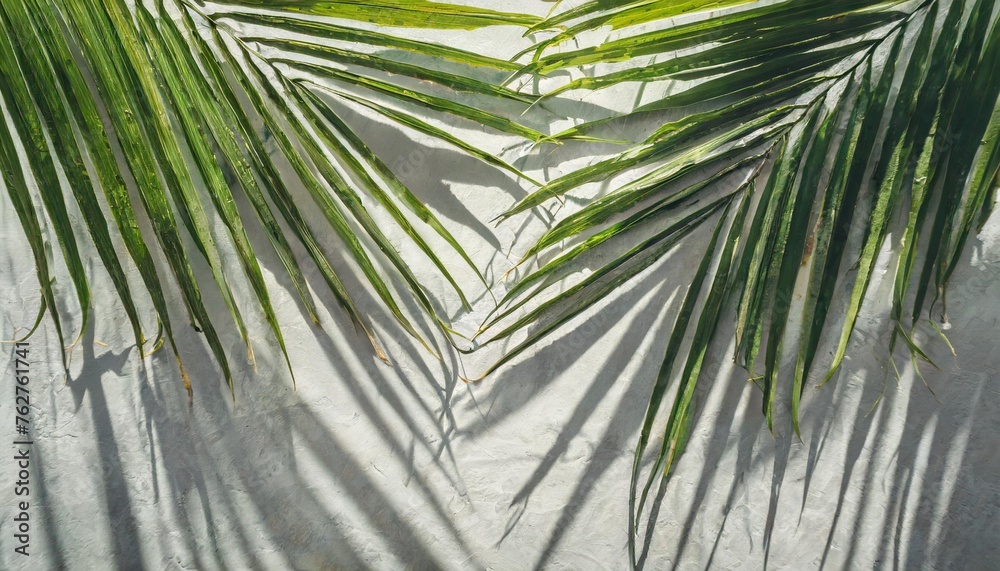 shadow background of tropical palm leaves