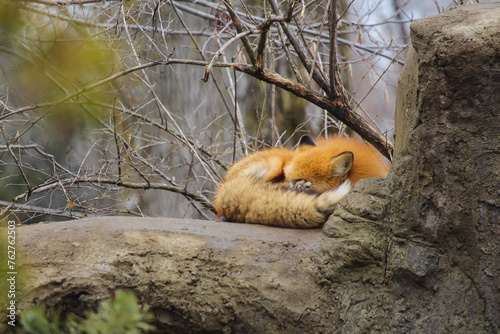 Red fox ecomuseum in Montreal photo