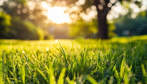 a warm summer sunset garden background of a green grass lawn and foliage with a blurred background