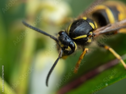 Large yellow striped Wasp or Hornet with large faceted compound eyes on a green leaf. Side view. Macro photography of insects, selective focus, copy space. © MD Media
