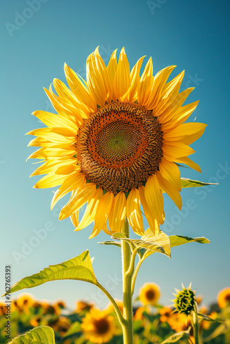 Radiant Majestic Sunflower in Twilight Glow. Low Angle View.  Generative AI. 