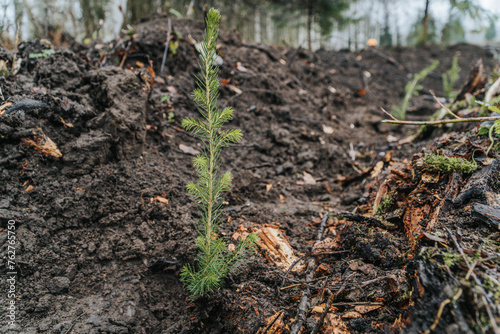 a newly planted spruce in a new growth