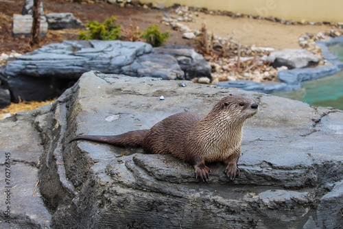 Giant otter in zoo ecomuseum in Montreal