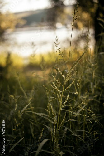 morning dew on the field