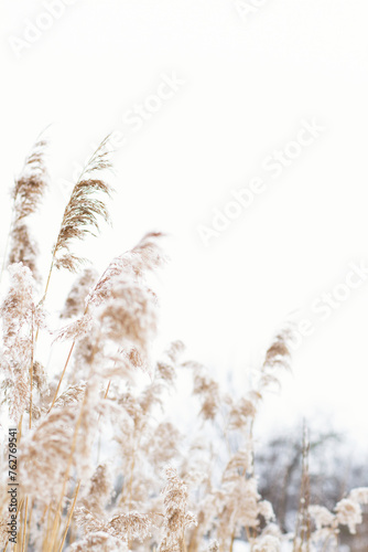 Dry plants on the lake with copy space, on a natural background. Ecology, seclusion in nature, digital decor. Selective soft focus of dry grass on the beach, reeds, stems fluttering in the wind in