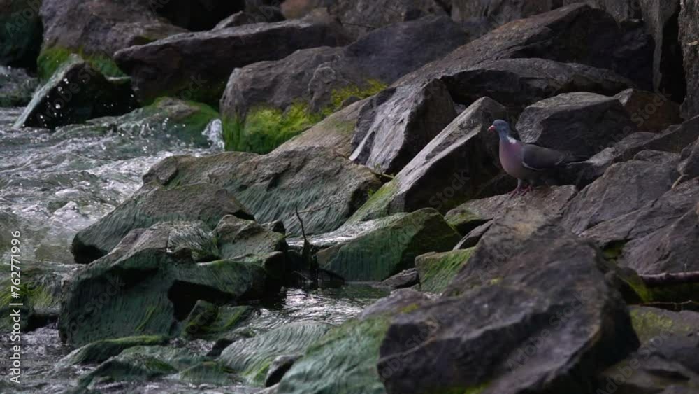 A Solitary Pigeon Stands Watch On The Rugged Rocks As Waves Crash Around It, Spraying Mist Into The Air - Stockholm, Sweden A Solitary Pigeon Stands Watch On The Rugged Rocks As Waves Crash Around It, Spraying Mist Into The Air - Stockholm, Sweden