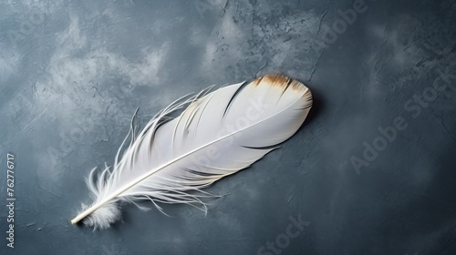 Broken feather on gray background.