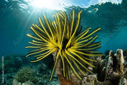 A yellow crinoid, or feather star, clings to a biodiverse reef in Raja Ampat, Indonesia. This tropical region is known as the heart of the Coral Triangle due to its incredible marine biodiversity.