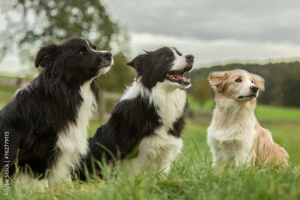 A group of border collie dogs playing together on a meadow outdoors