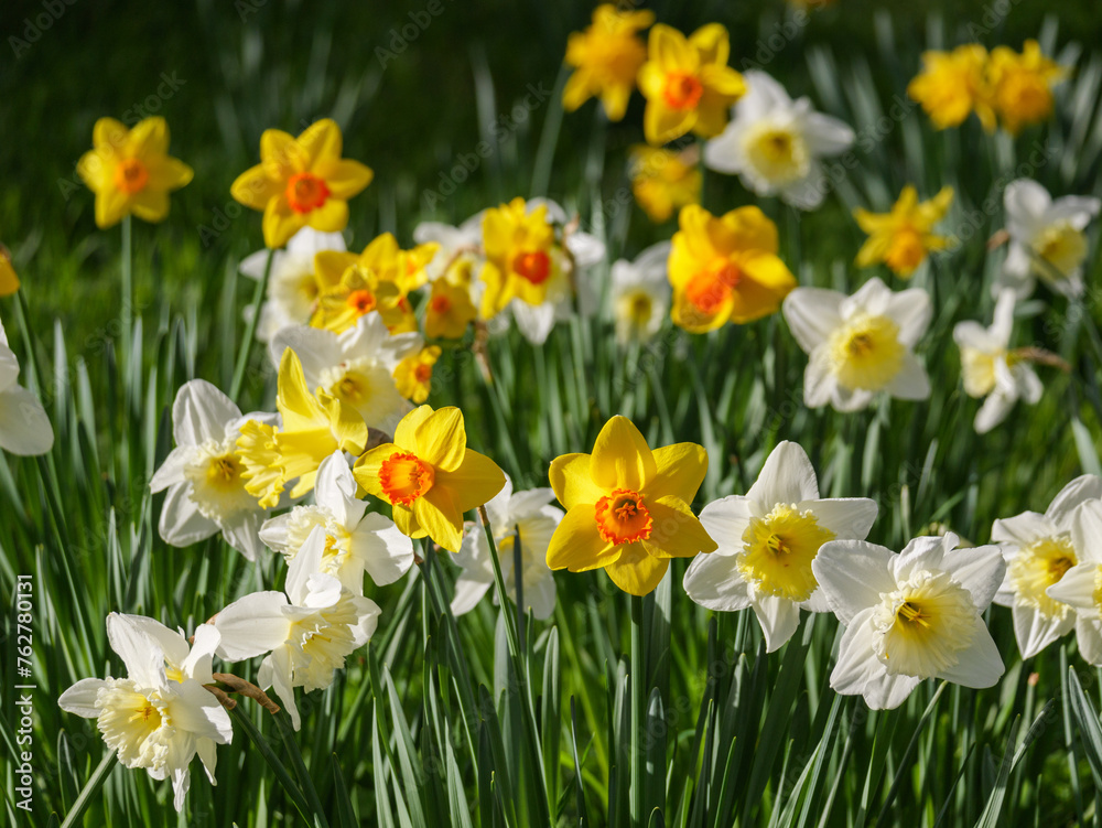 lots of beautiful daffodils on a sunny day lots of beautiful daffodils on a sunny day