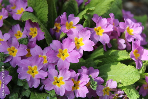 Primula vulgaris  the common primrose  is a species of flowering plant in the family Primulaceae. 