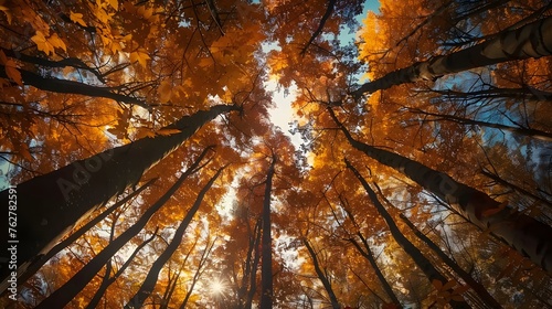 Surrounded by Tall Trees  low angle shot - Autumn season