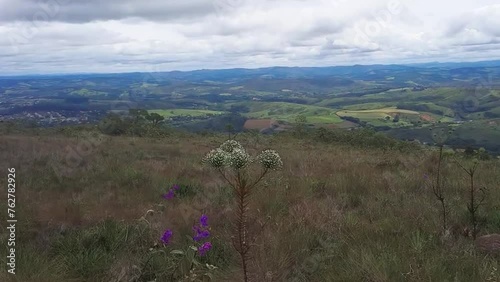 sempre viva na serra da São José, na cidade de Tiradentes, Estado de Minas Gerais, Brasil