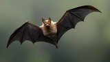 A Bat With Delicate Wing Membranes Fluttering In T Upscaled 2