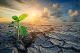 Green seedling growing on cracked earth with sunset sky background. Global warming concept