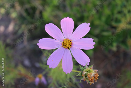 Cosmos bipinnatus, commonly called the garden cosmos or Mexican aster. 