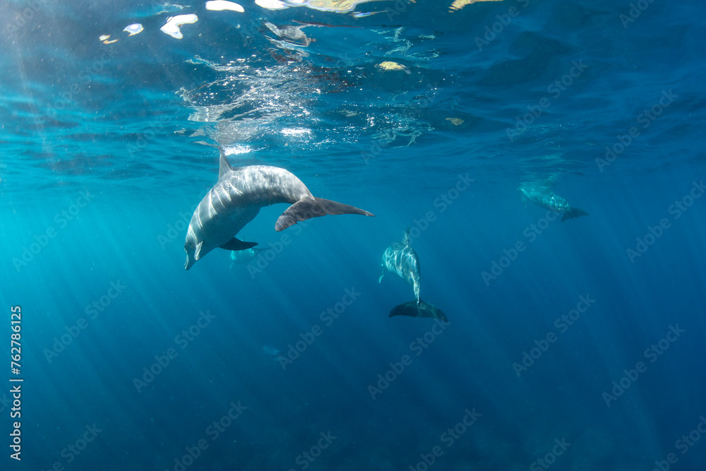 Naklejka premium dolphins in the sea