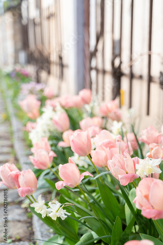 A row of pink and white tulip flowers, including shrubs and houseplants, bloom in front of the building, creating a beautiful display of herbaceous plants and petals. Spring season