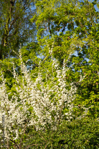 A white flowering shrub is surrounded by trees in a temperate broadleaf forest, creating a natural landscape with a mix of green leaves and grass. Early spring. Bush blooming with white flowers