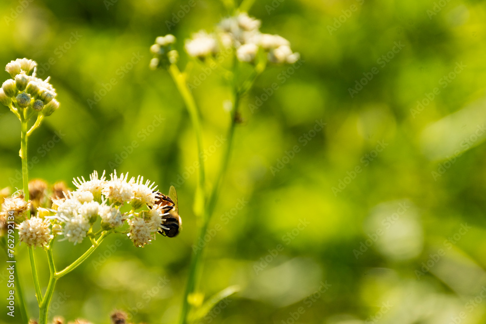 Abeja consumiendo polen en catamarca , argentina Abeja consumiendo polen en catamarca , argentina