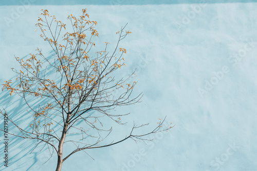 Stark Tree Silhouette on Blue Minimalist Aesthetic wall under natural daylight. Simpleand calming  background  © Tam