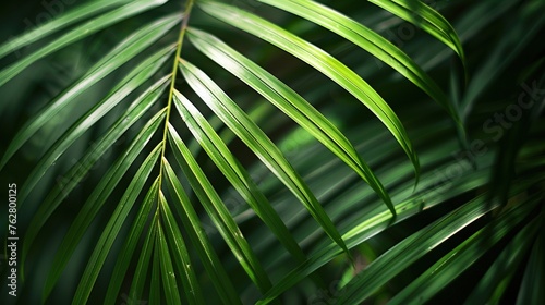 Closeup Palm Leaf Texture Natural Tropical Green. Background, Wallpaper, Botany, Bright, Forest, Foliage, Flora, Environment, Jungle, Nature, Tree, Plant  © Humam