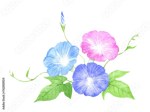 あさがおの水彩イラスト