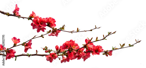 Branches with japanese quince flowers isolated, Suitable for frames and borders as a graphic resource photo