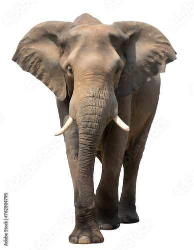 elephant standing pose isolated on white transparent background with clipping path, for printing and web page design, sticker, png transparent.