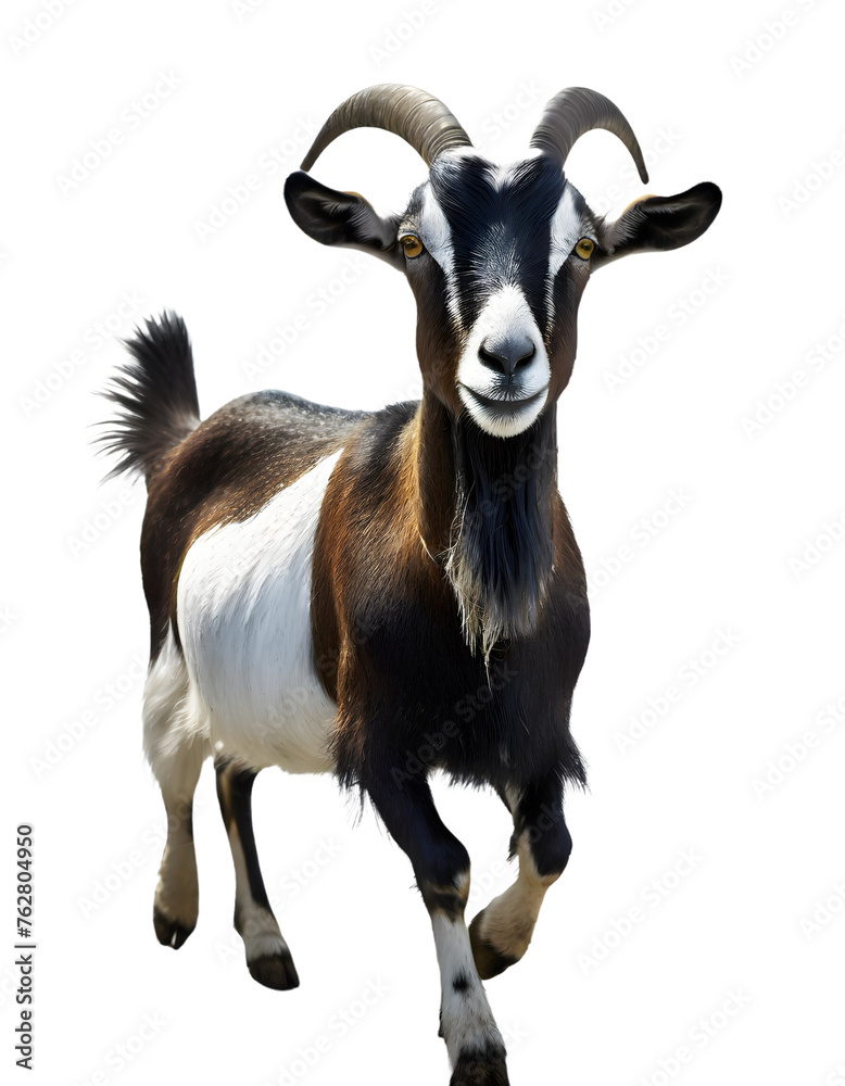 goat isolated on white transparent background with clipping path, for printing and web page design, sticker, png transparent.