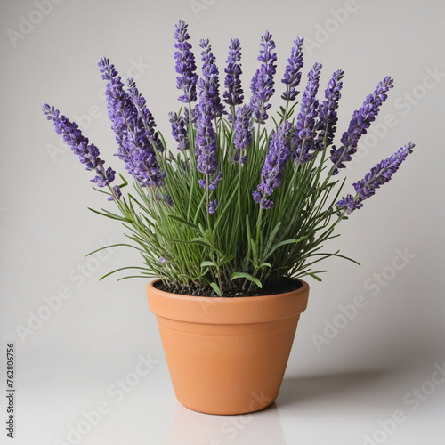 Lavender plant with flowers in a pot isolated on transparent background