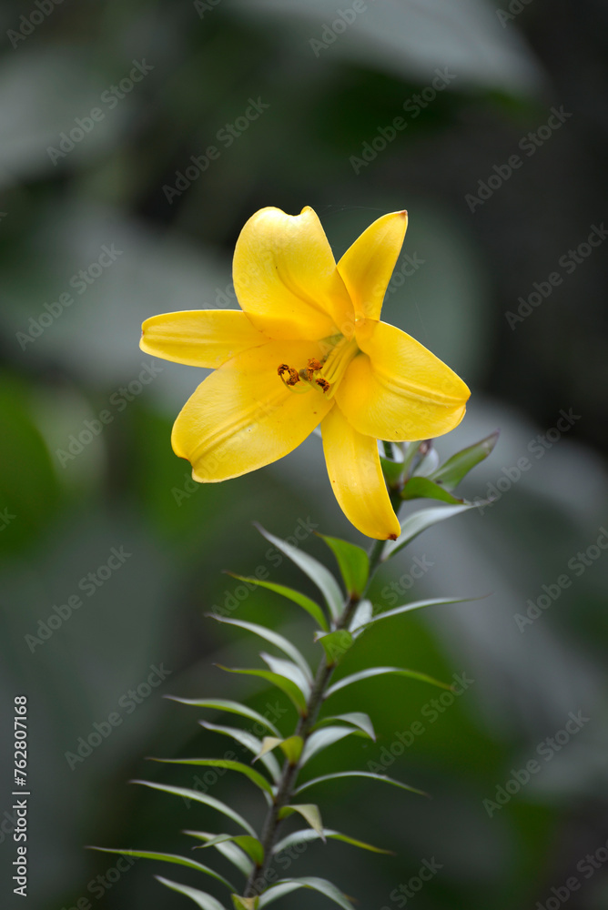 Obraz premium ゴールデンスプレンダー