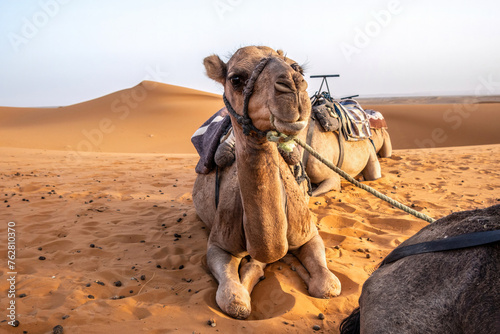 Adventures in morocco: Dromedars at the sand dunes of erg chebbi sahara photo
